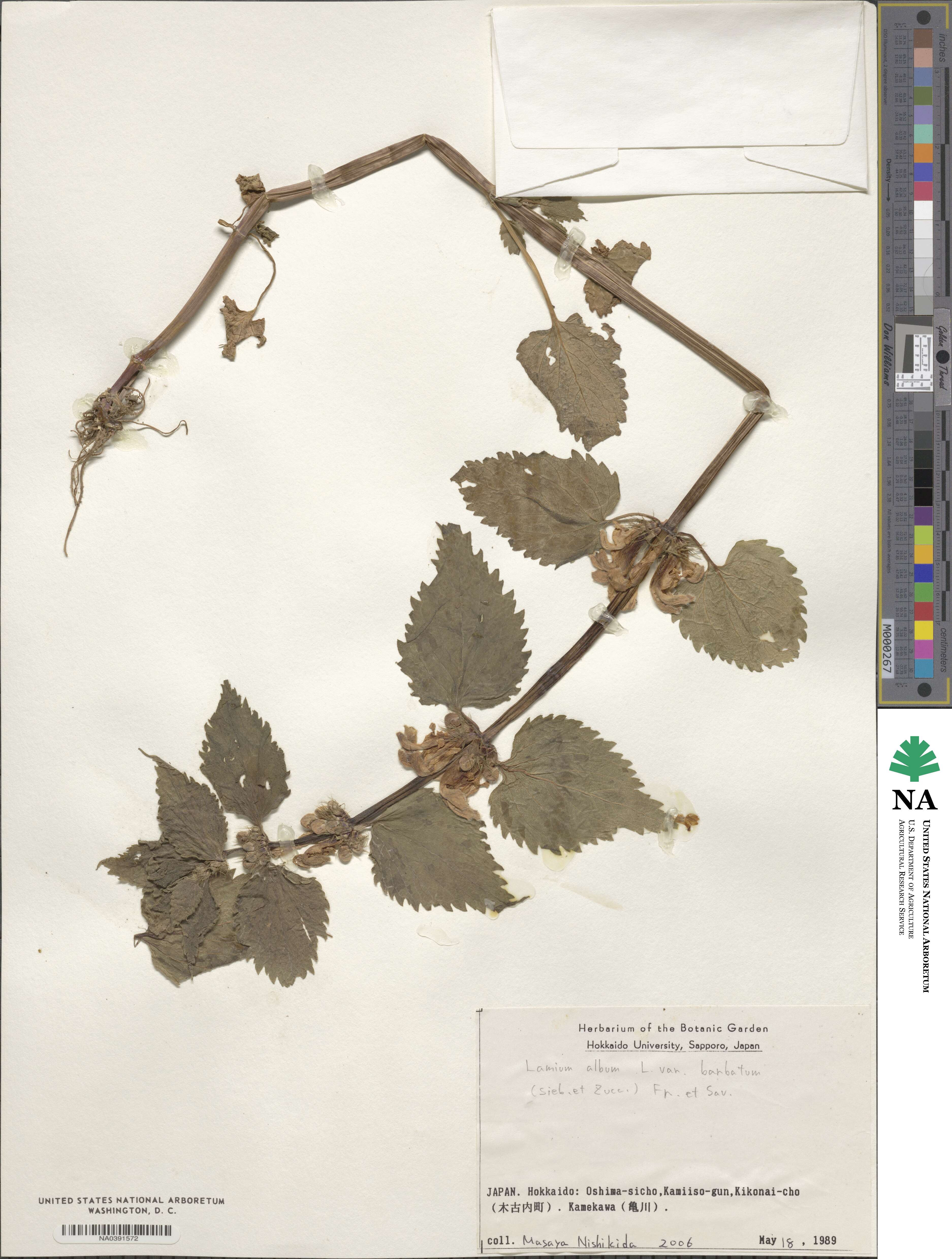 Lamium album image