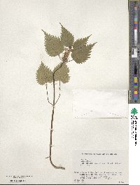 Lamium album image