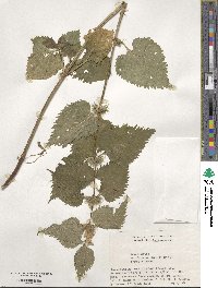 Lamium album image