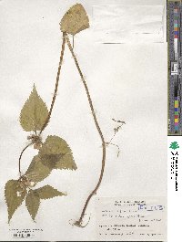 Lamium album image