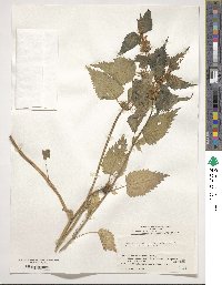 Lamium album image