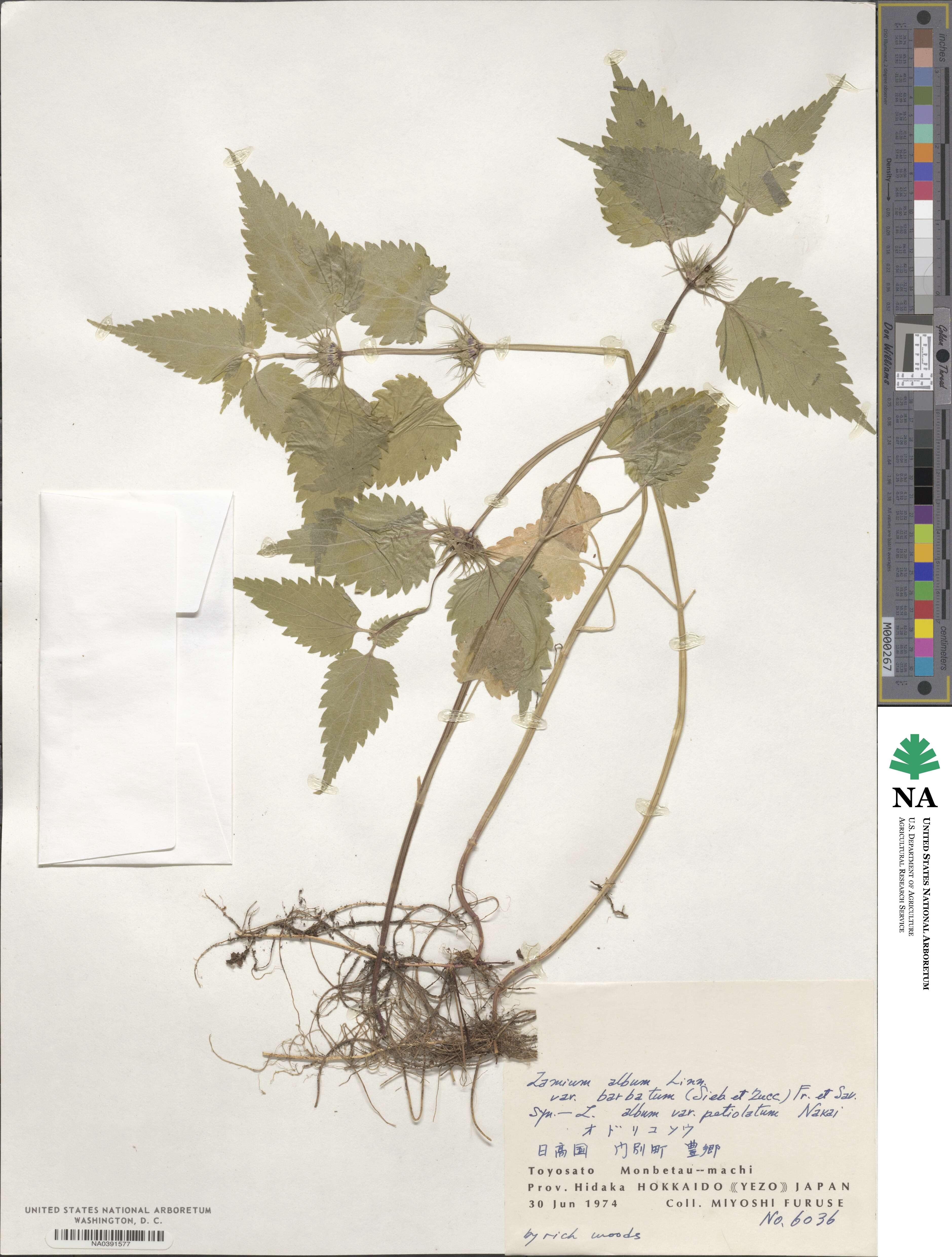 Lamium album image