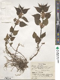 Lamium album image