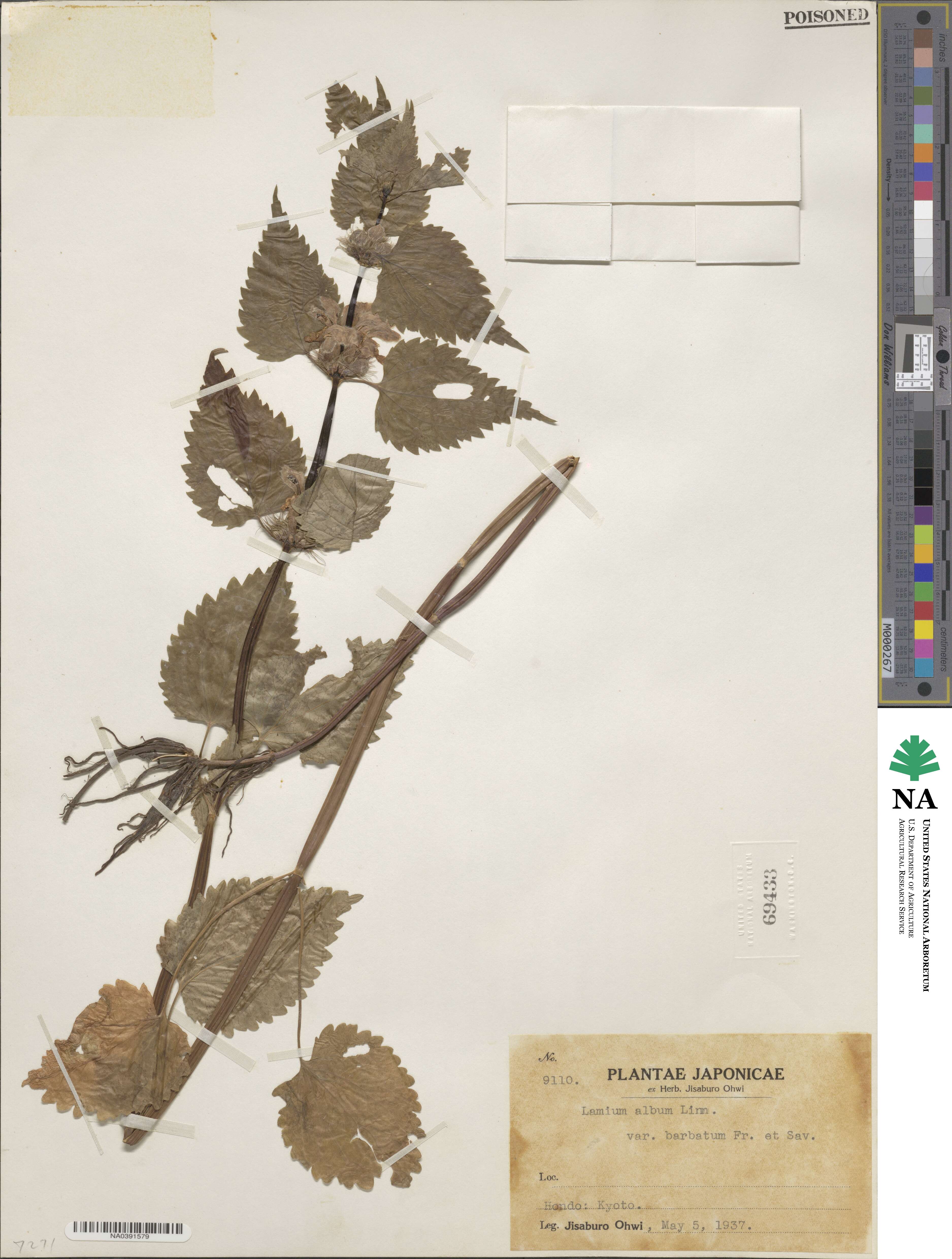 Lamium album subsp. barbatum image