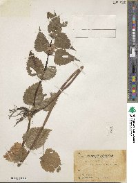 Lamium album subsp. barbatum image