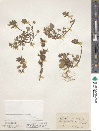 Lamium amplexicaule image