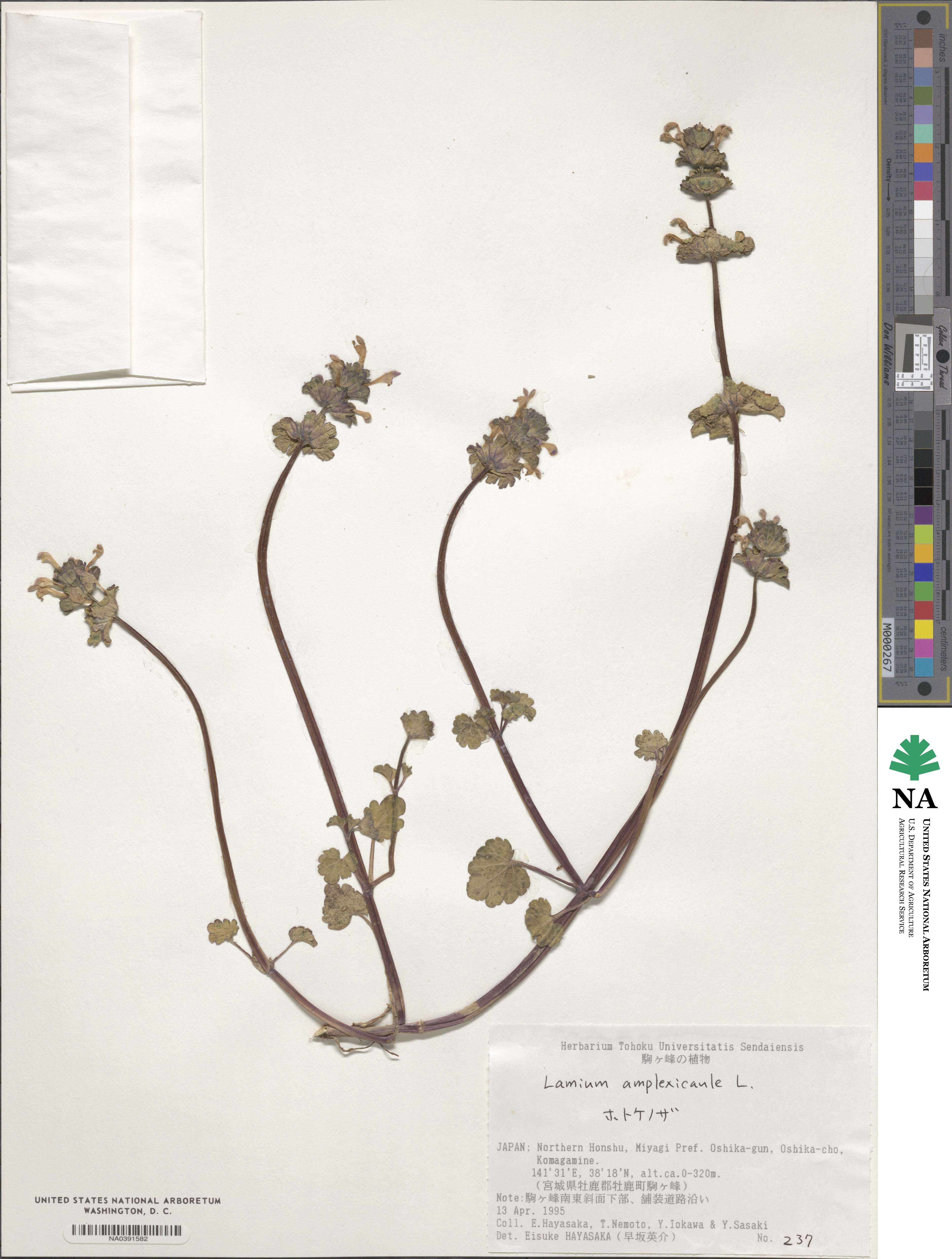 Lamium amplexicaule image