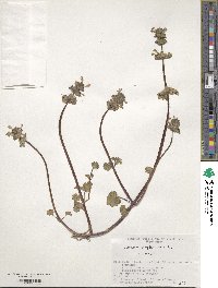 Lamium amplexicaule image