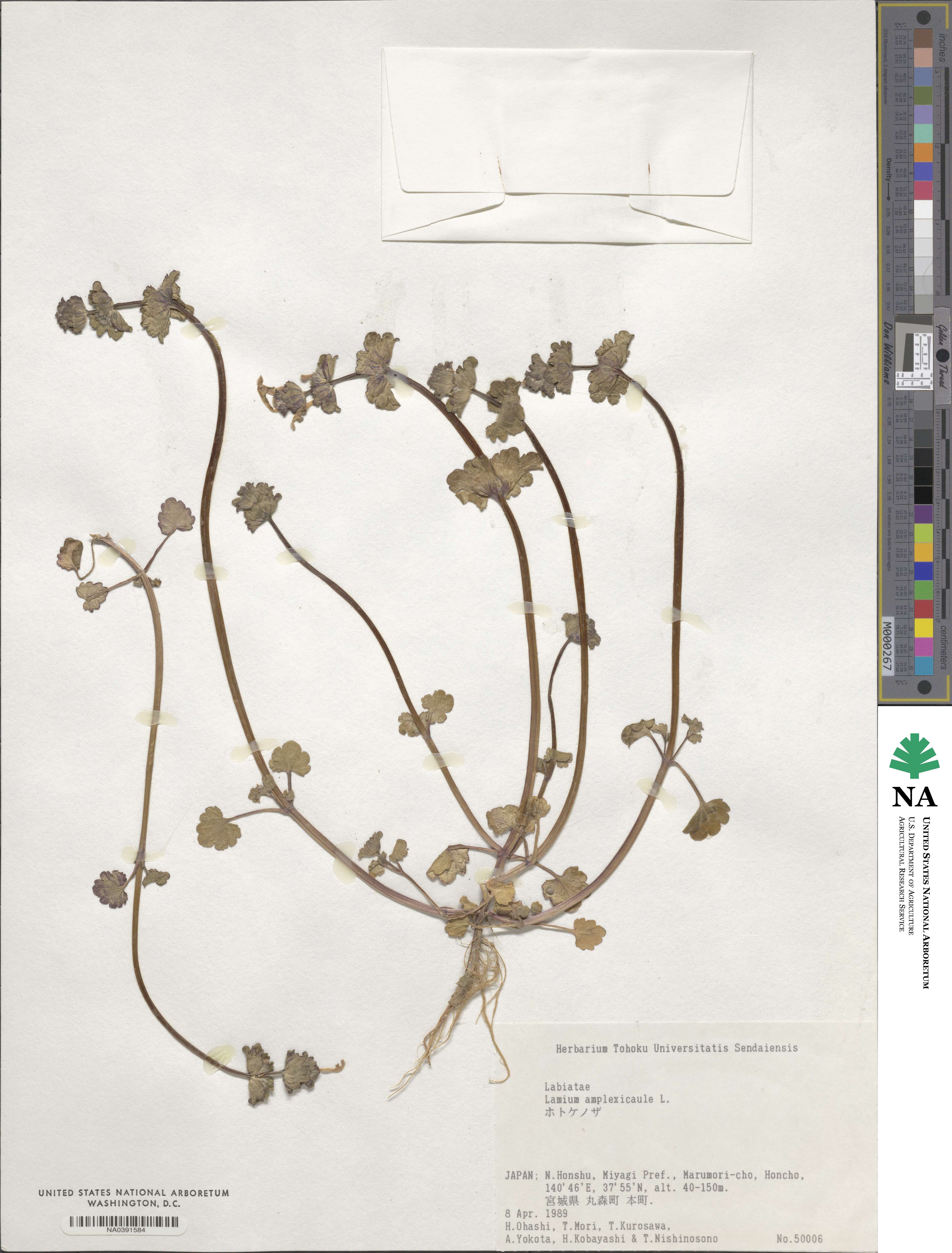 Lamium amplexicaule image