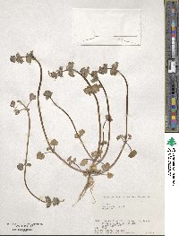 Lamium amplexicaule image