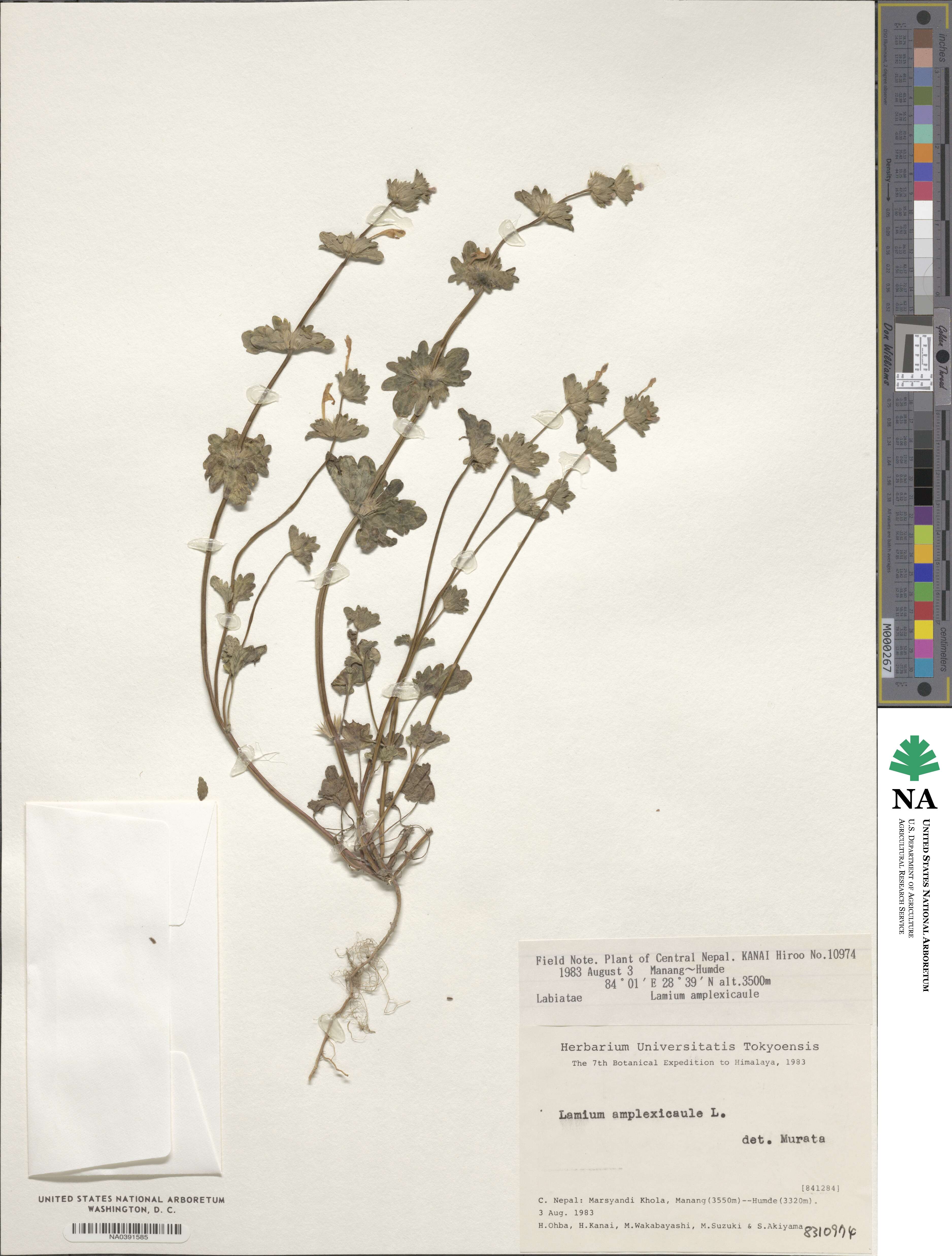 Lamium amplexicaule image