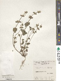 Lamium amplexicaule image