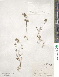 Lamium amplexicaule image