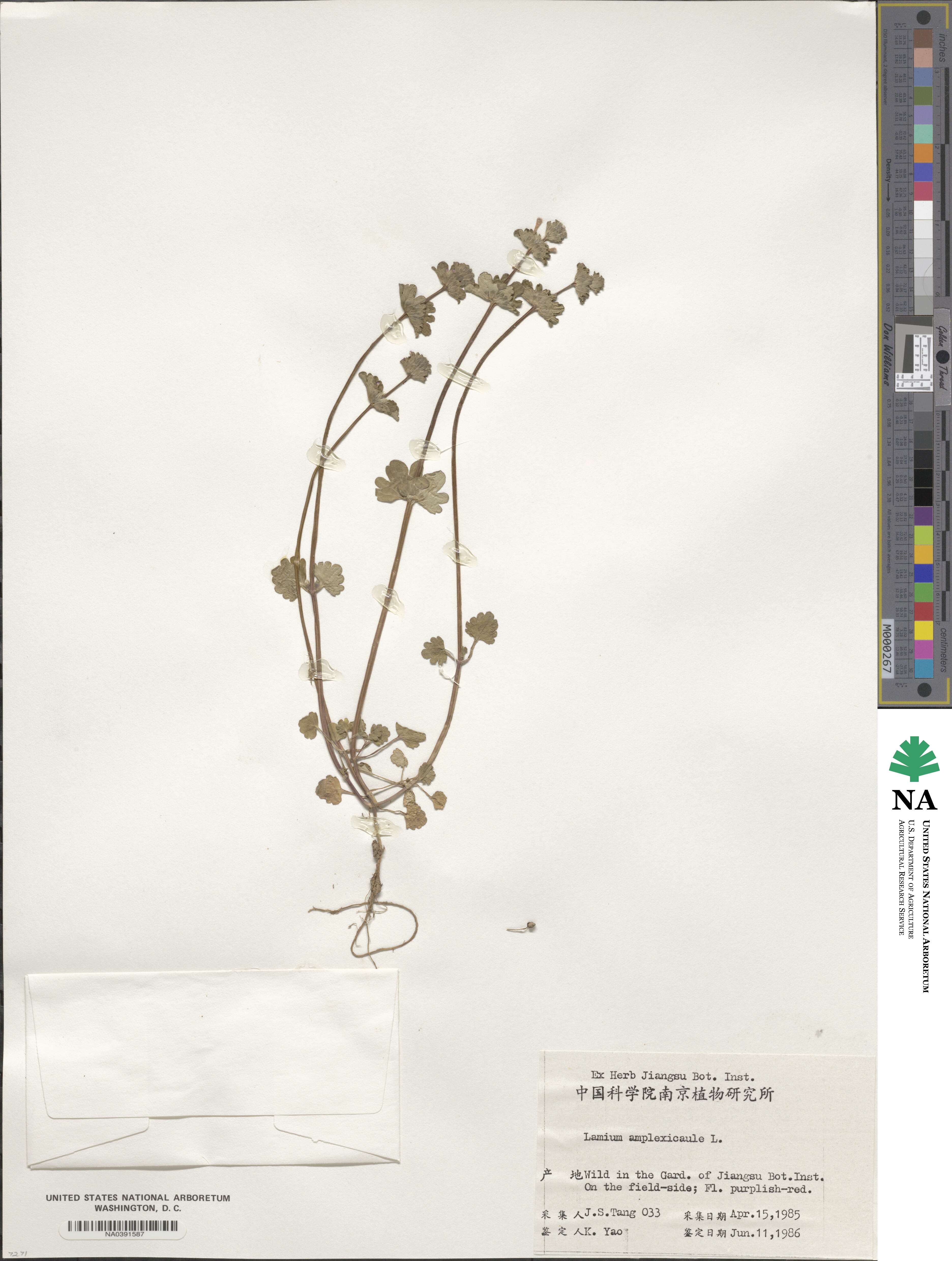 Lamium amplexicaule image