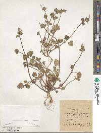 Lamium amplexicaule image