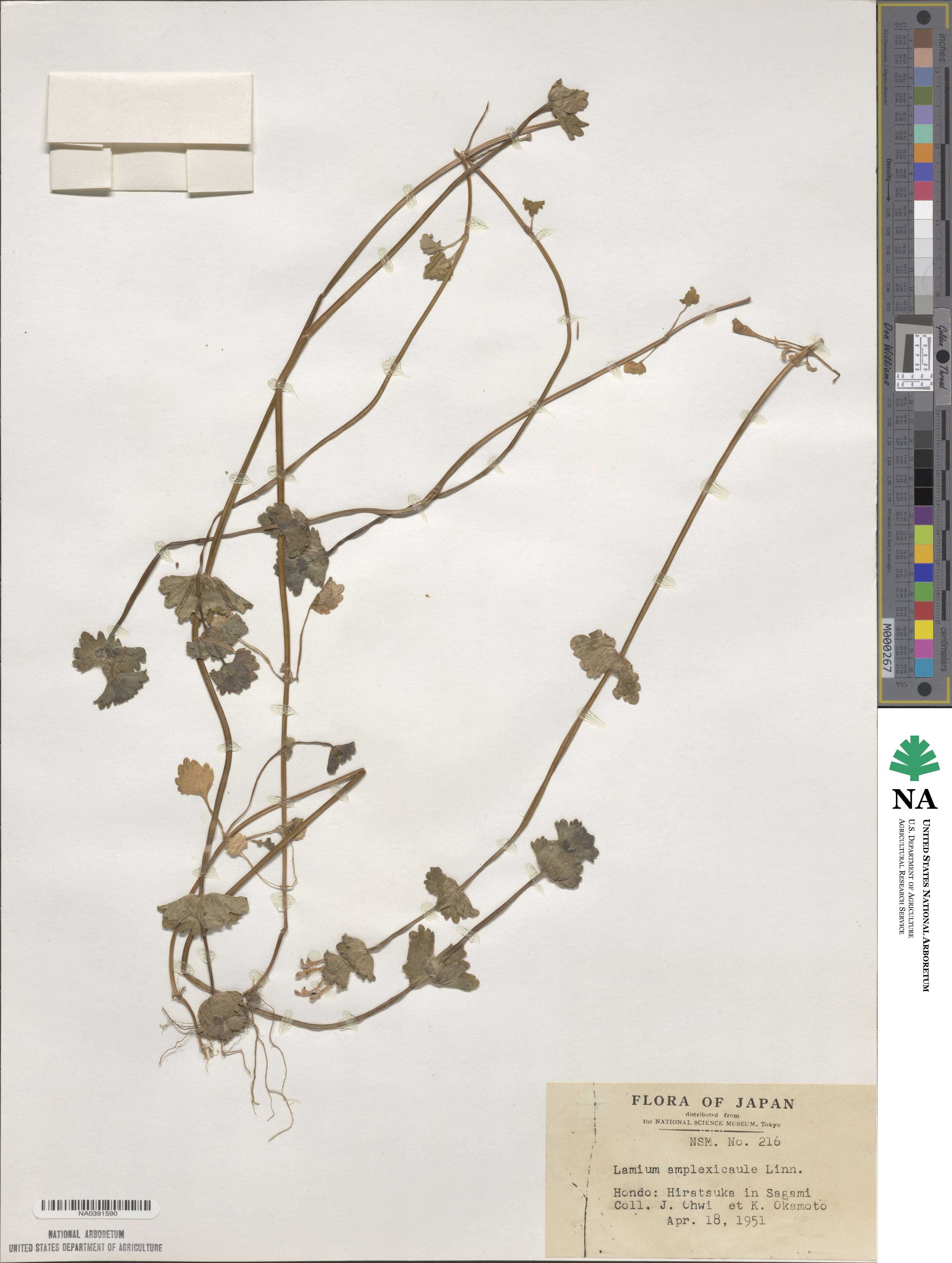 Lamium amplexicaule image