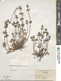 Lamium amplexicaule image