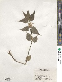 Lamium album subsp. barbatum image