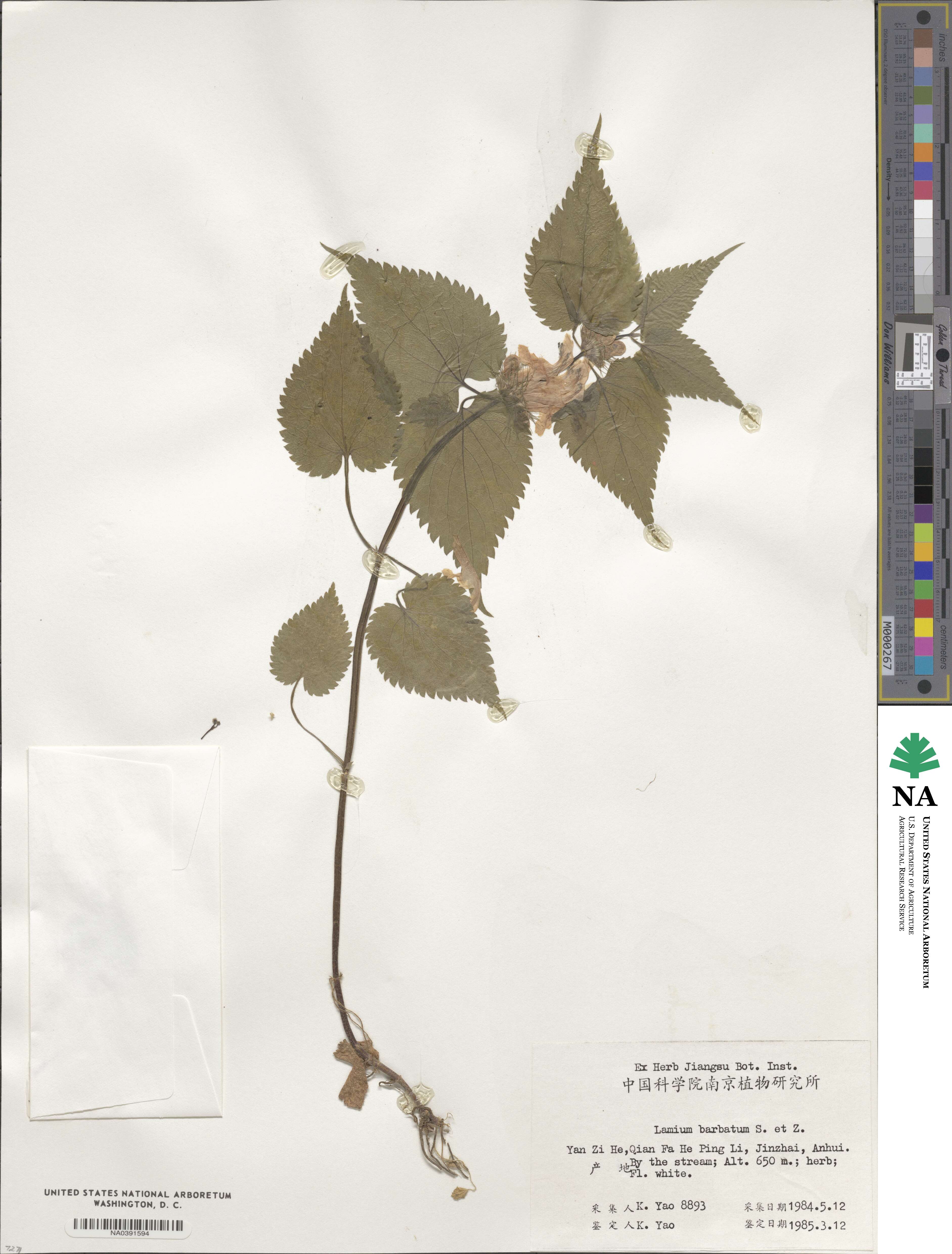 Lamium album subsp. barbatum image