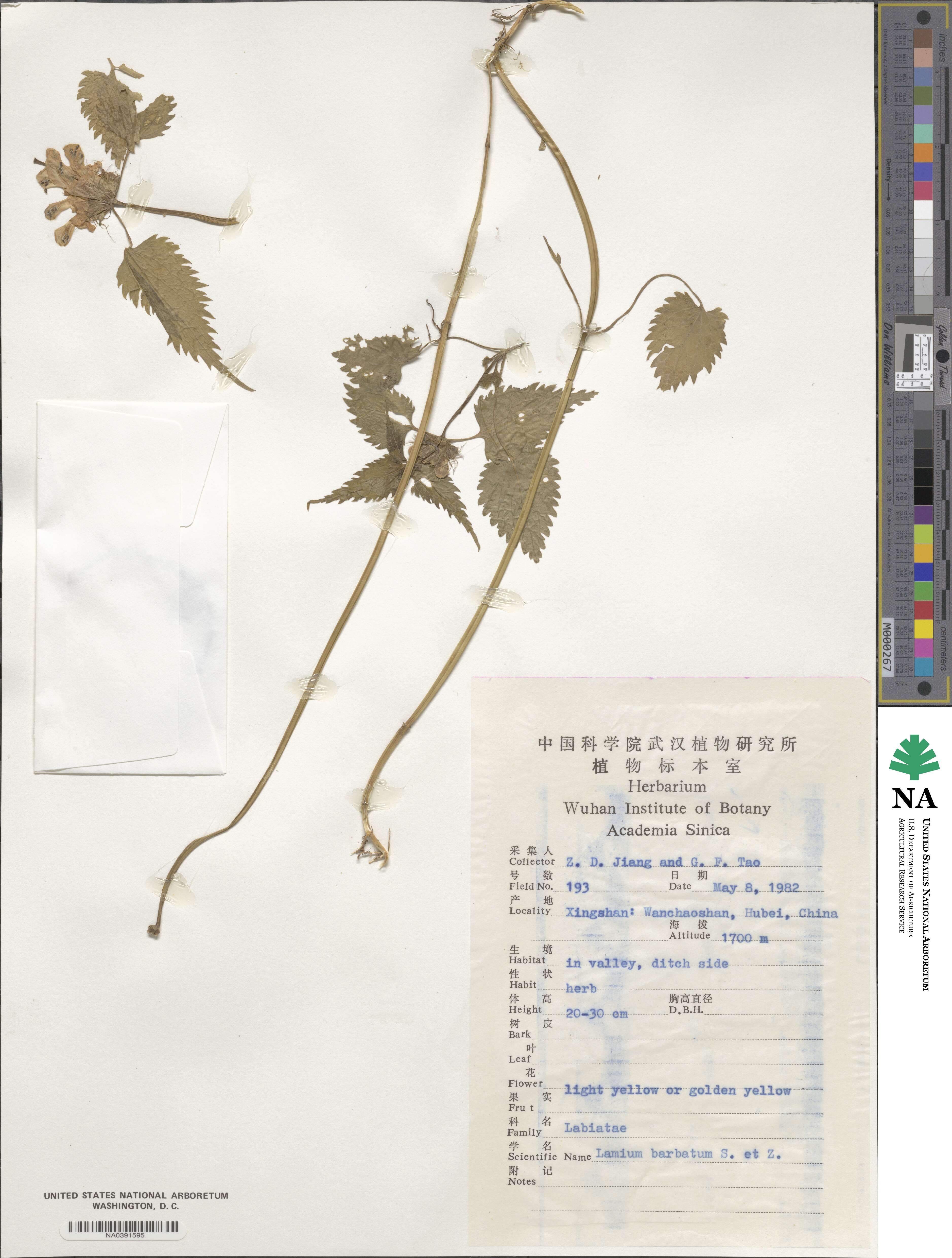 Lamium album subsp. barbatum image