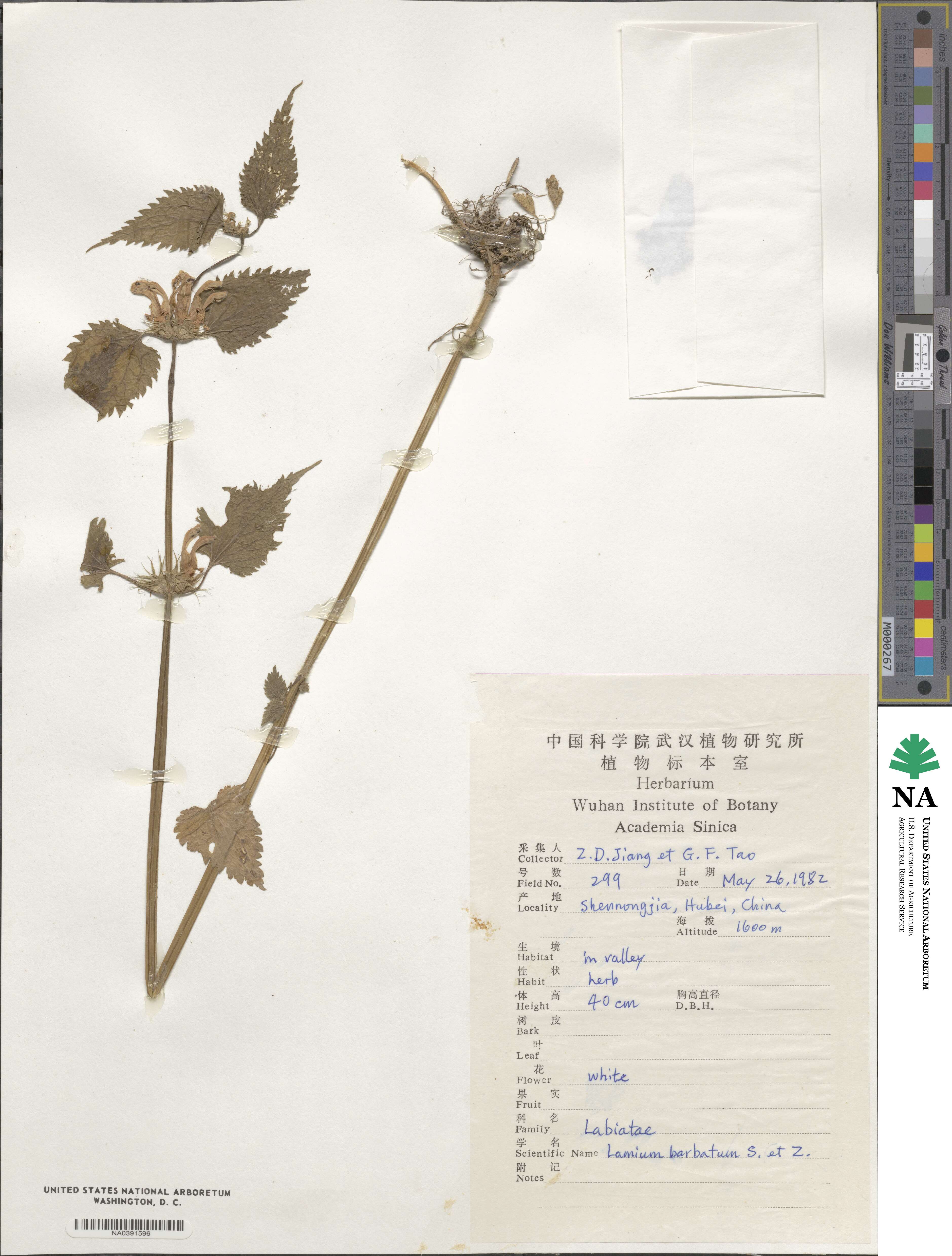 Lamium album subsp. barbatum image