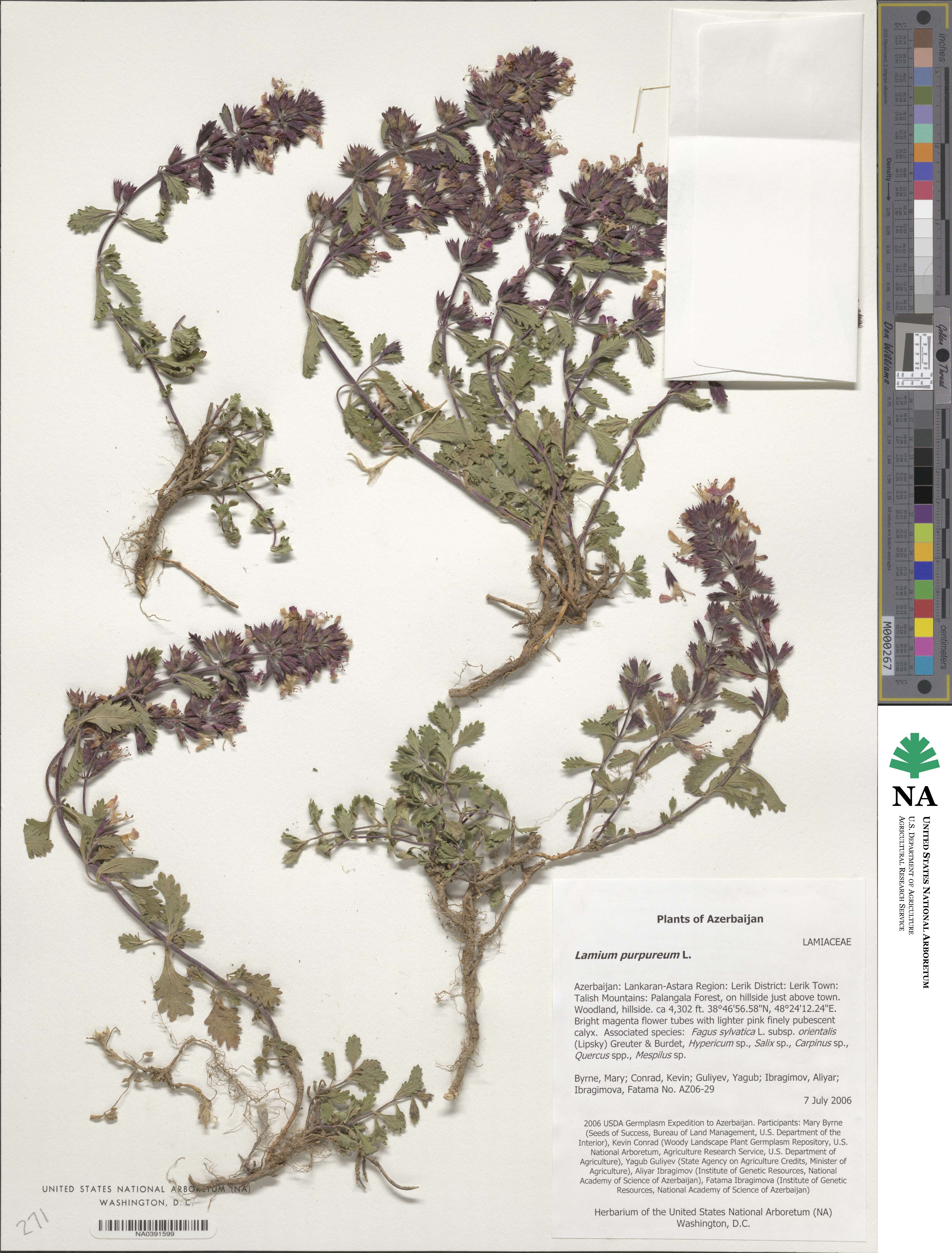 Lamium image