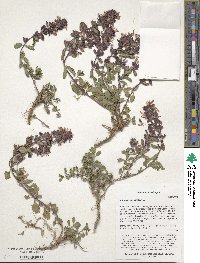 Lamium purpureum image