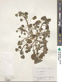 Lamium purpureum image