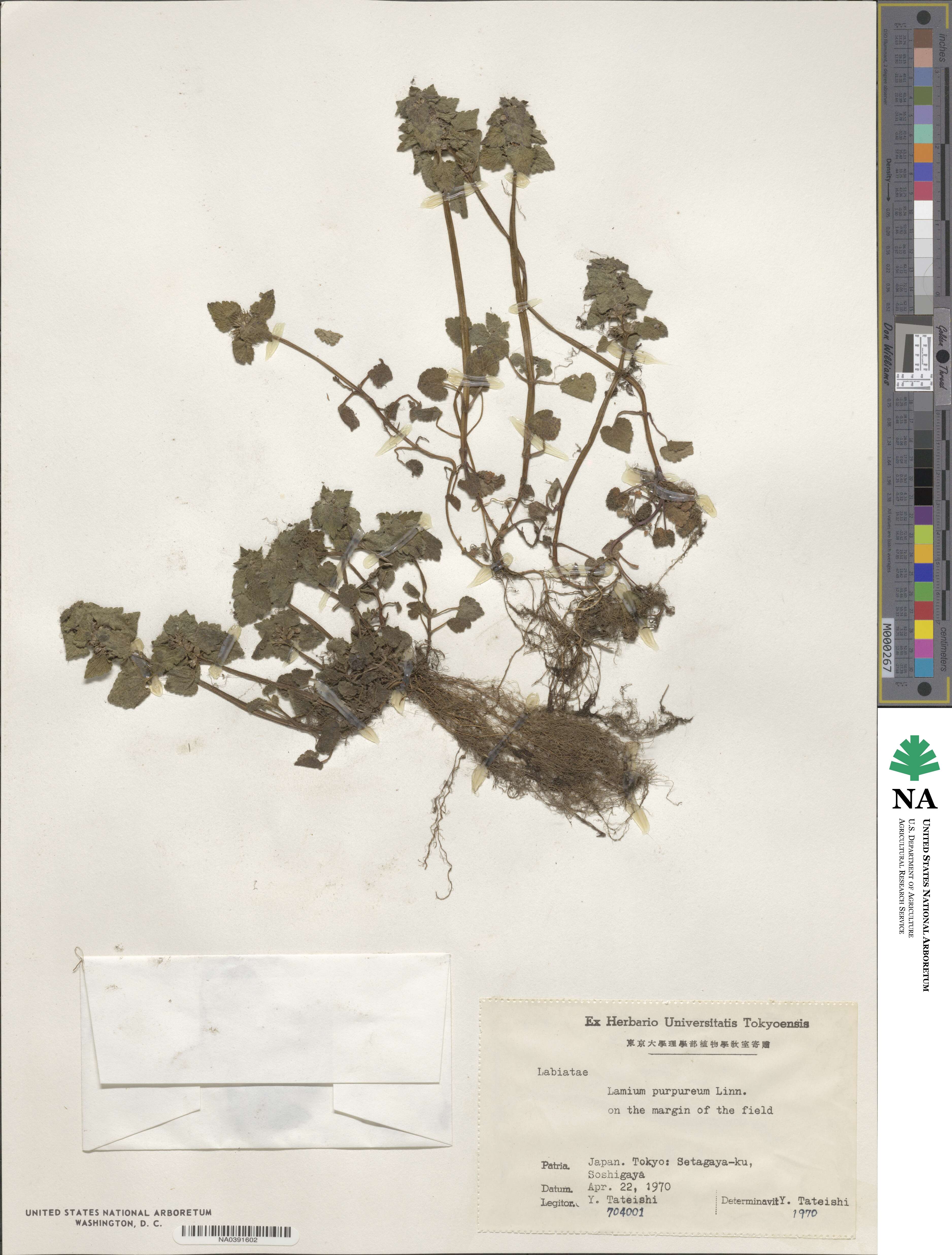 Lamium image
