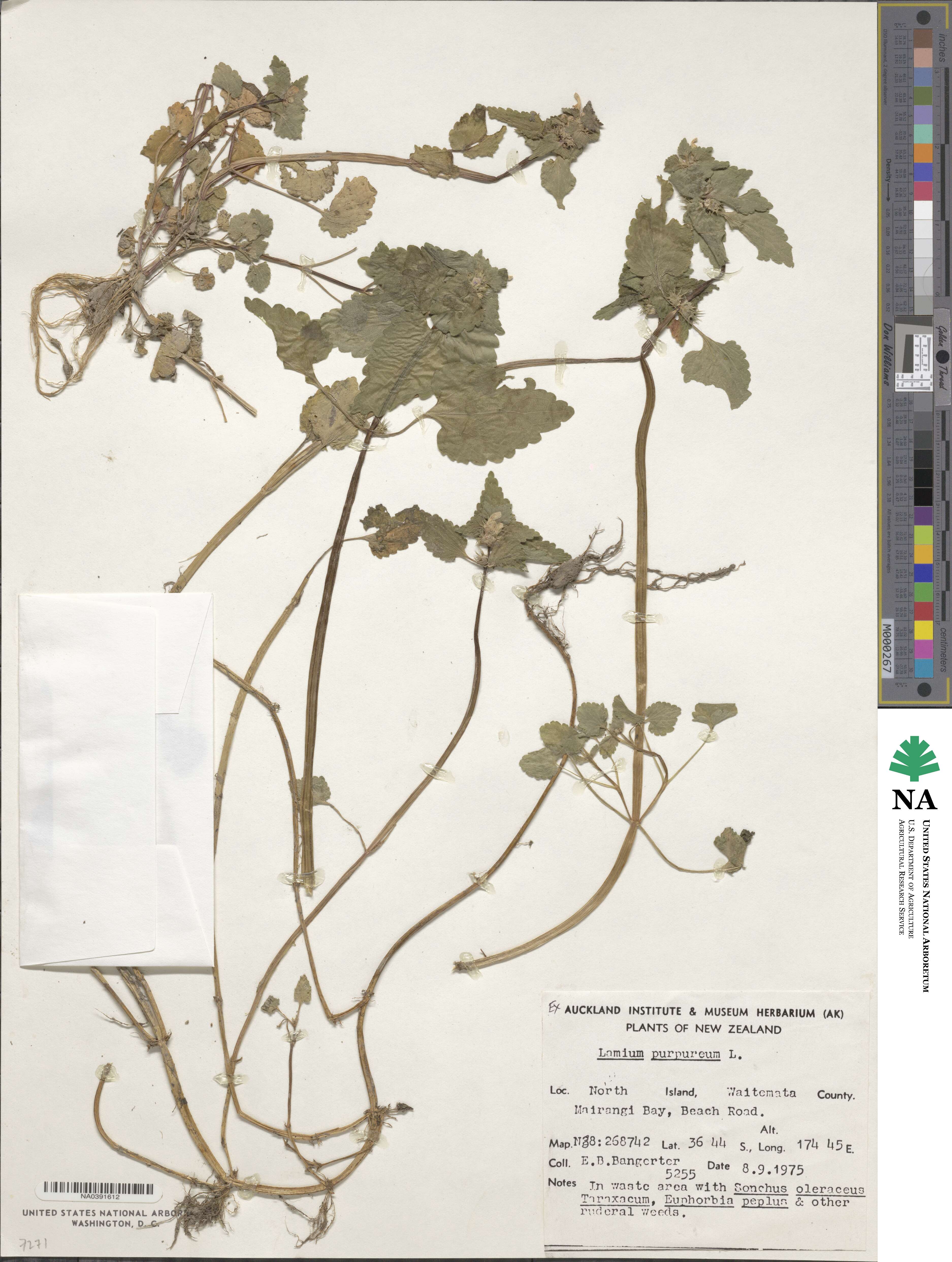 Lamium purpureum image