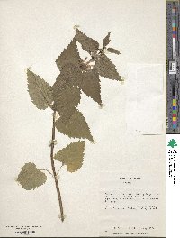 Lamium album image