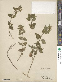 Lamium album image