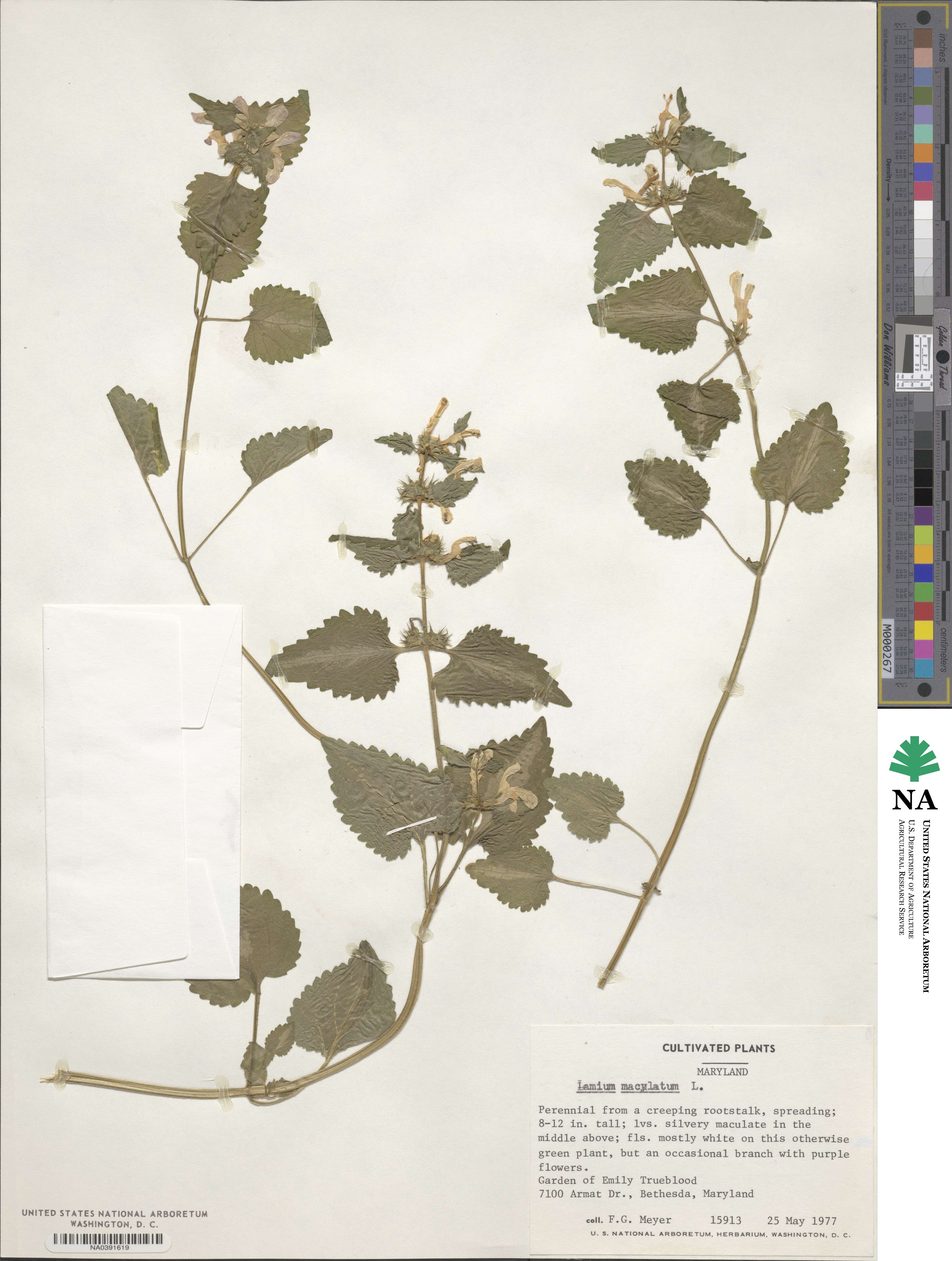 Lamium maculatum image