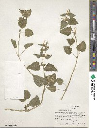 Lamium maculatum image