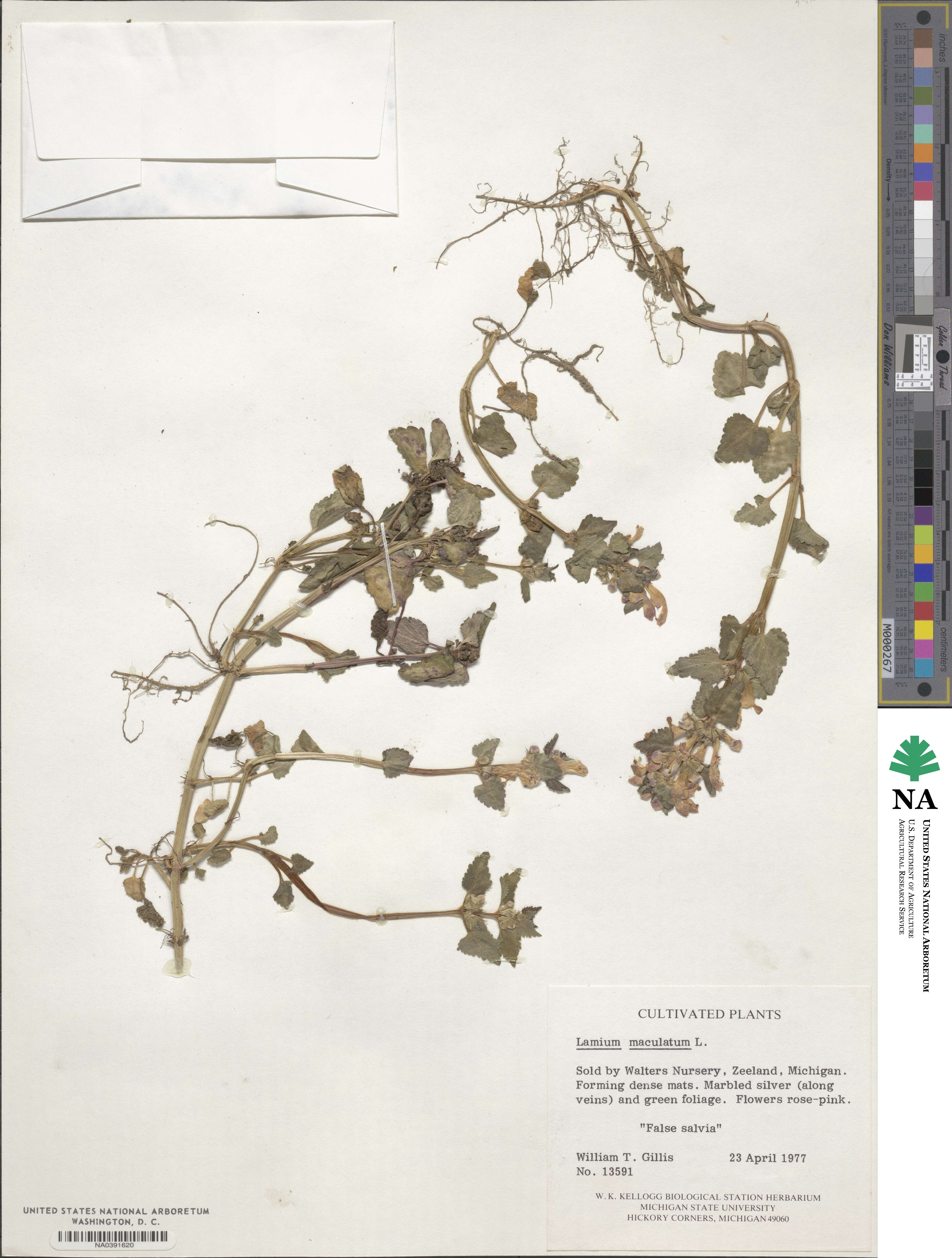 Lamium maculatum image