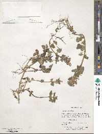 Lamium maculatum image