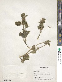 Lamium maculatum image