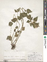 Lamium maculatum image