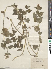 Lamium maculatum image