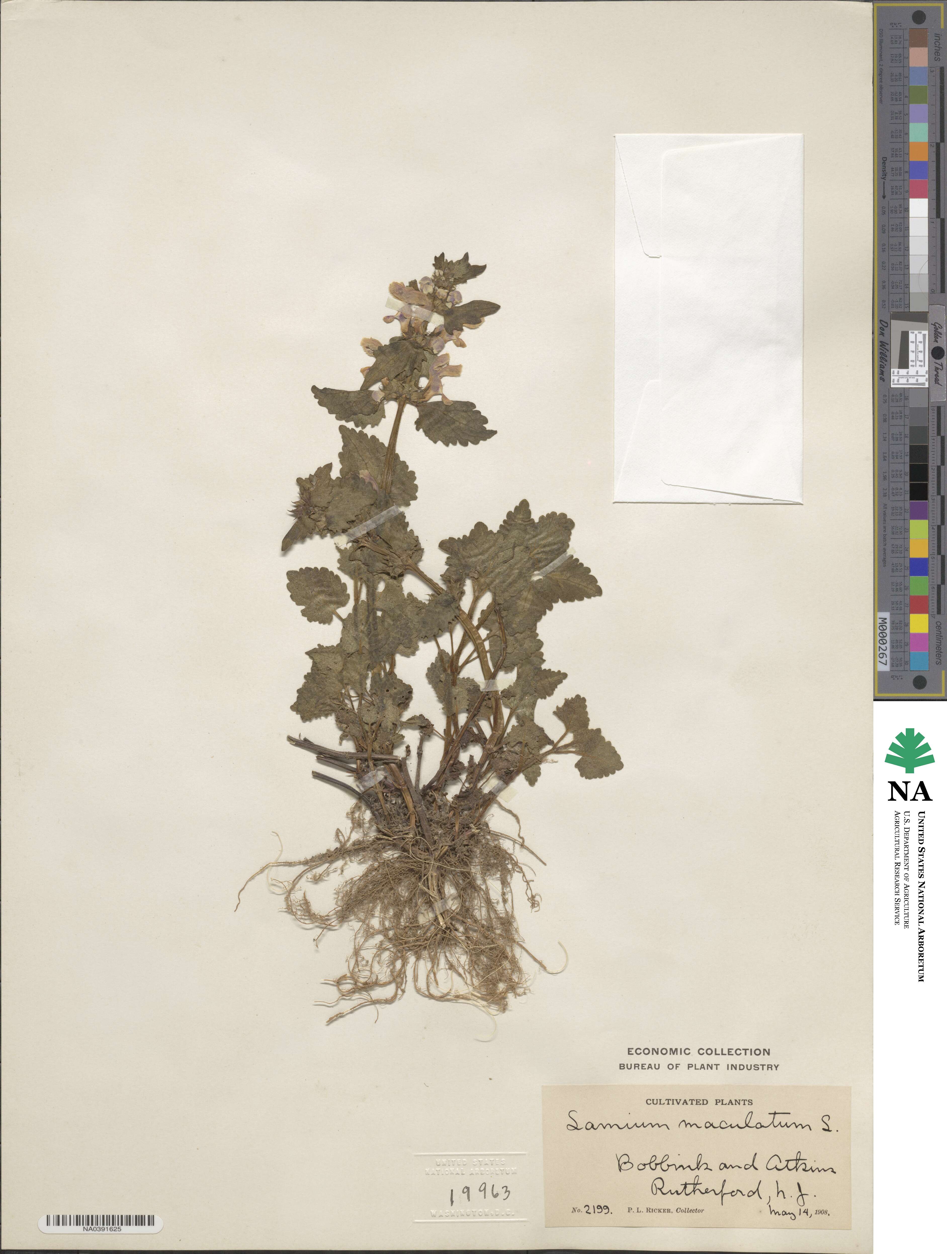 Lamium maculatum image