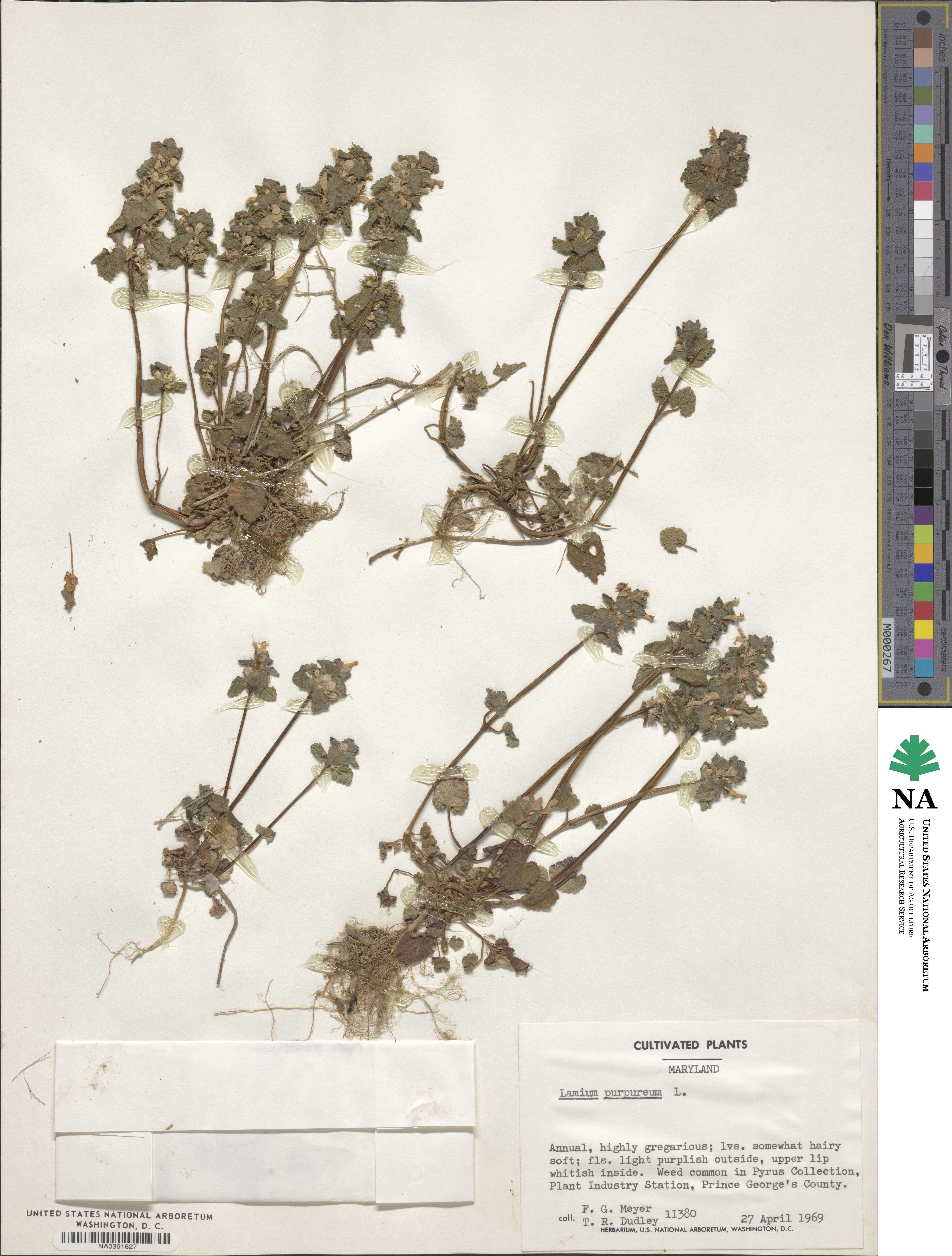 Lamium purpureum image