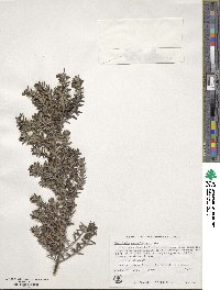 Westringia fruticosa image