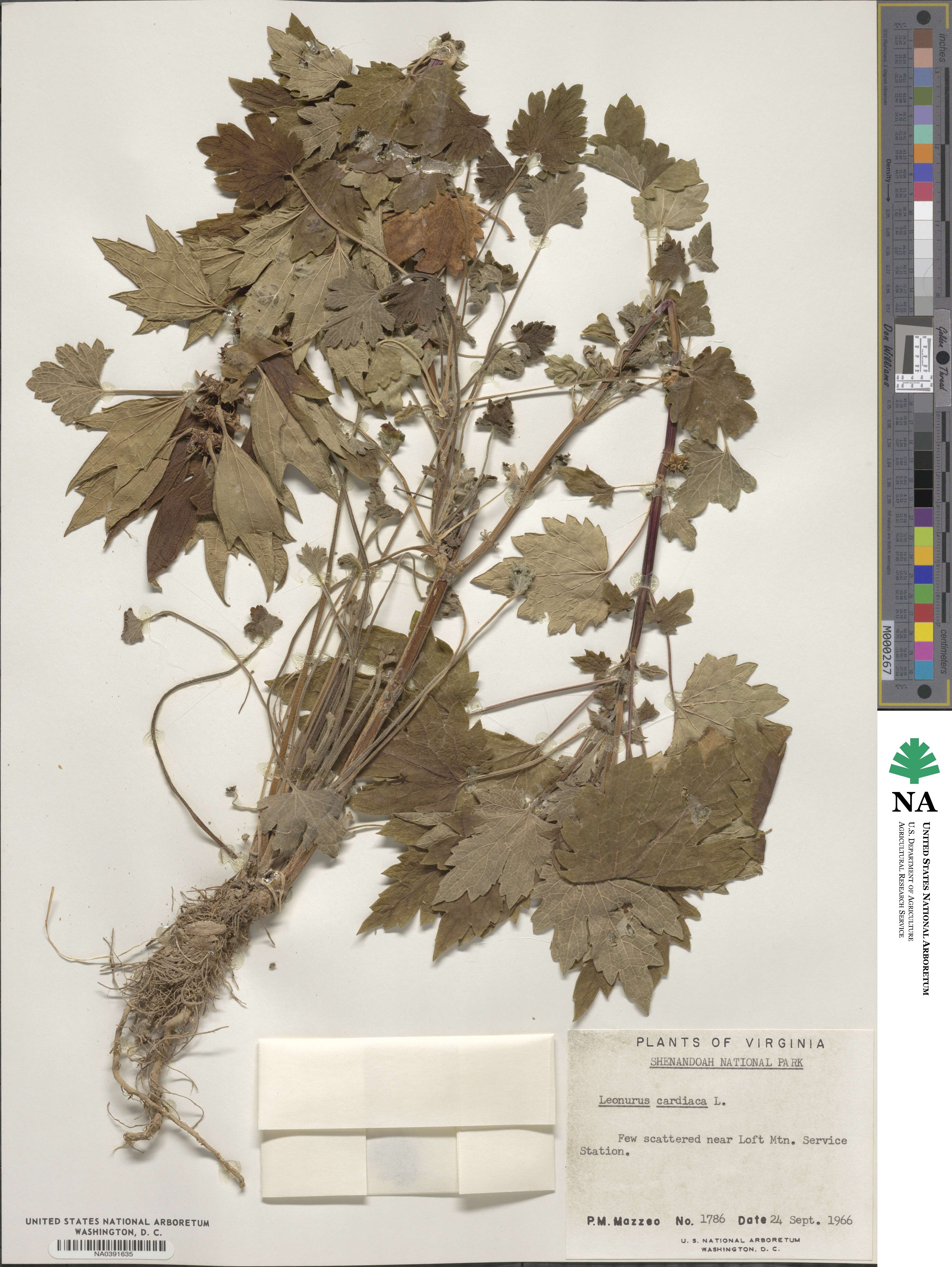Leonurus cardiaca image
