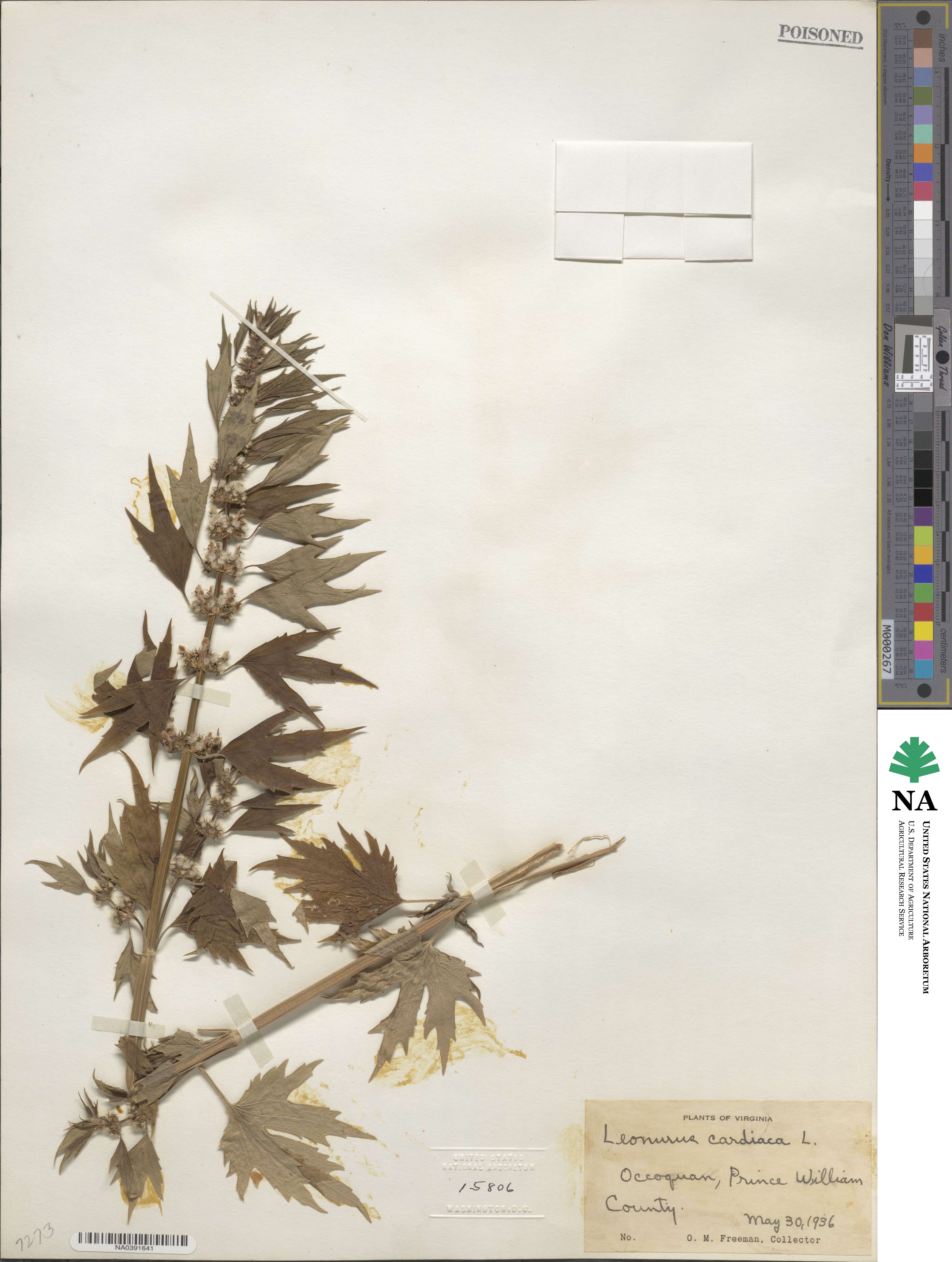 Leonurus cardiaca image