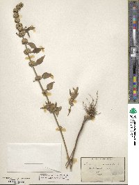 Leonurus marrubiastrum image