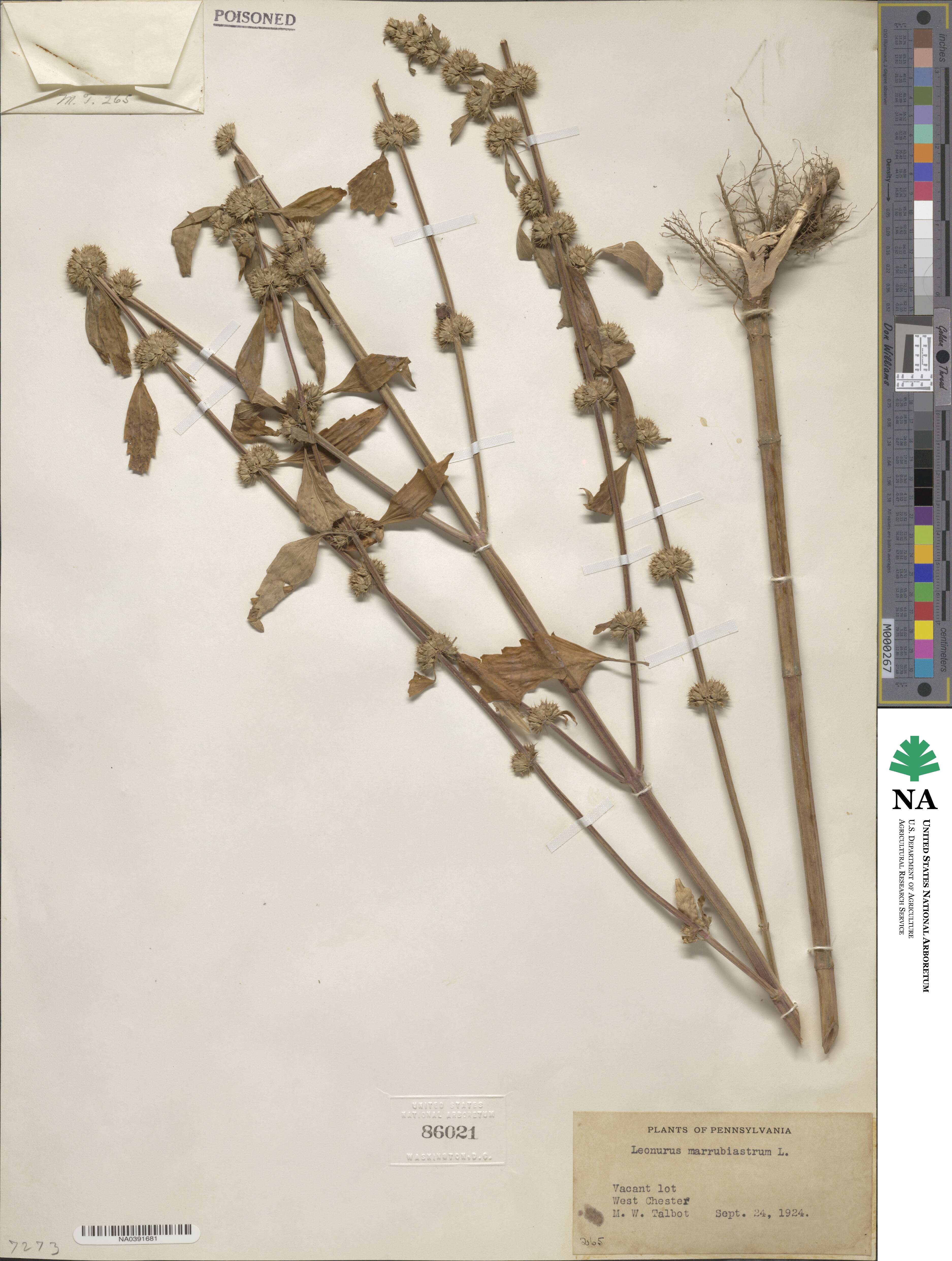 Leonurus marrubiastrum image