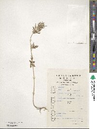 Leonurus japonicus image