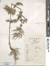 Leonurus japonicus image