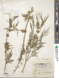 Leonurus japonicus image