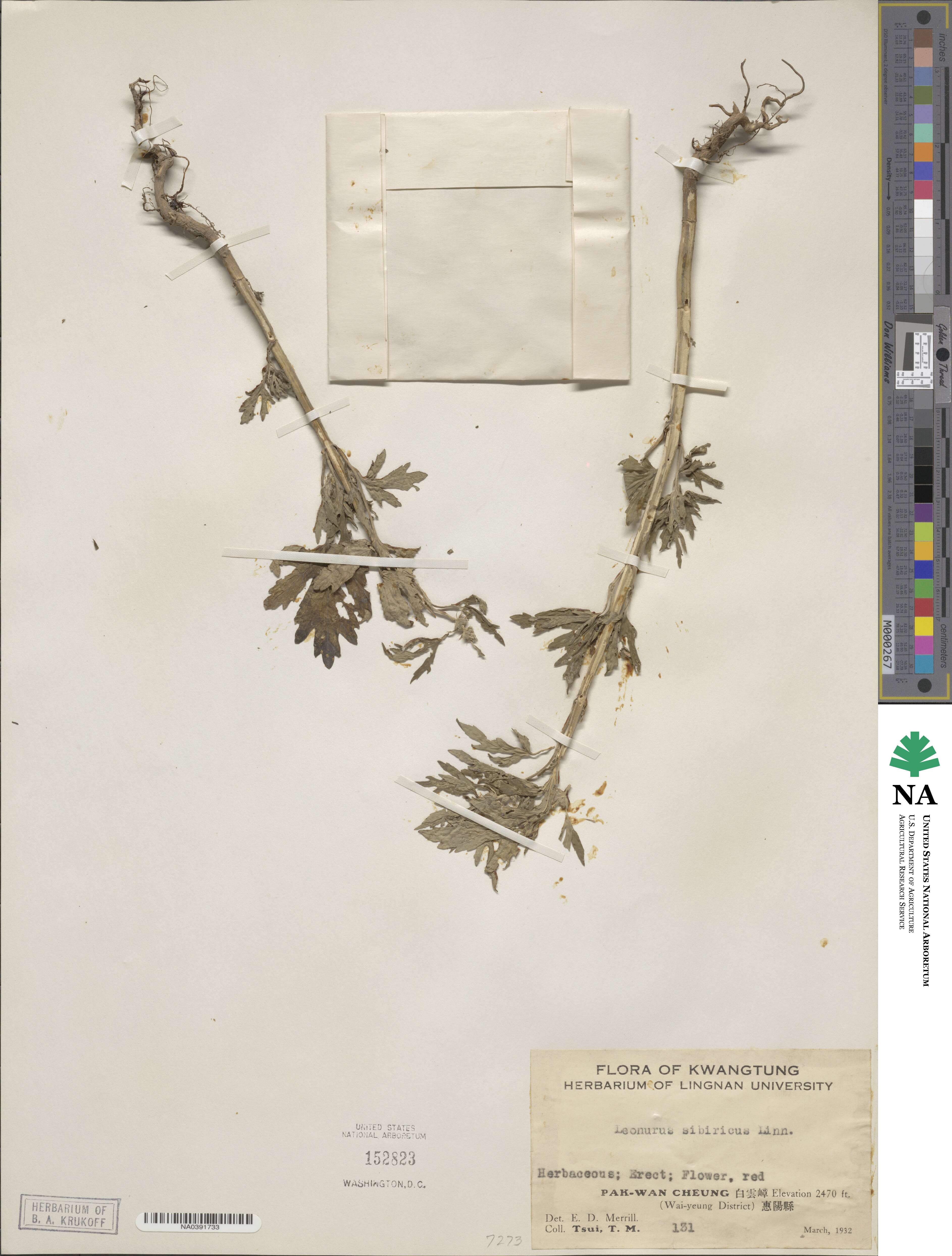 Leonurus sibiricus image